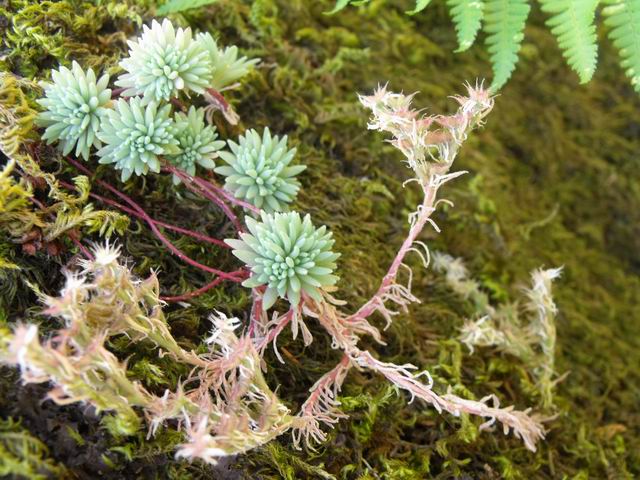 Sedum hispanicum